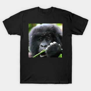 Juvenile Mountain Gorilla, Kwitonda Group, Rwanda, East Africa. T-Shirt